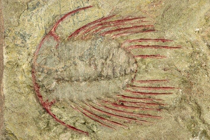 Selenopeltis Trilobite With Red Spines - Fezouata Formation #270541